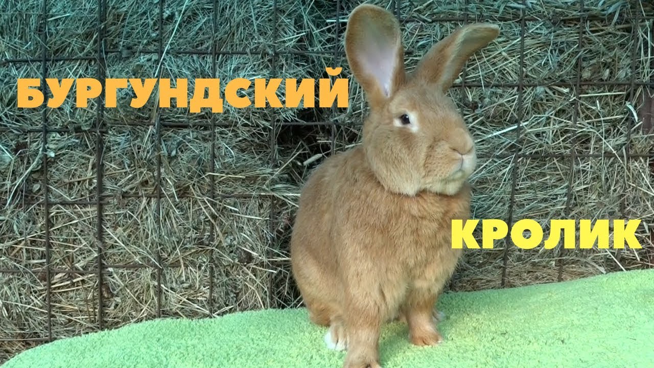 Кролик Бургундский Купить В Туле