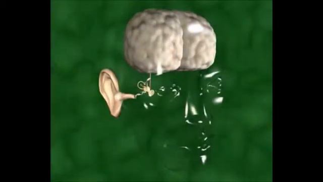 строение уха смотреть онлайн