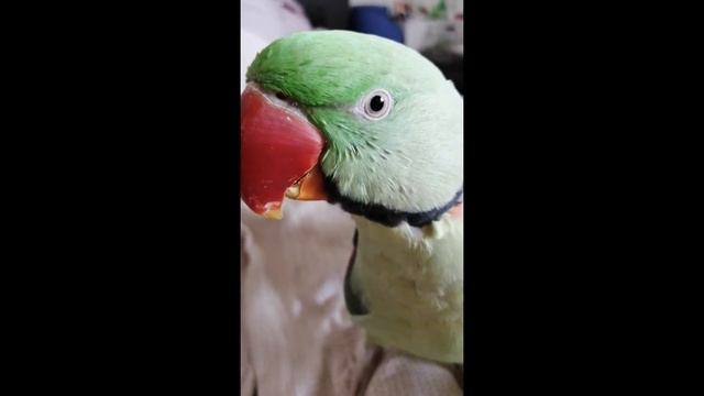ГОВОРЯЩИЙ ПОПУГАЙ! Александрийский попугай Руслан. Диалоги с Русланом ч.1