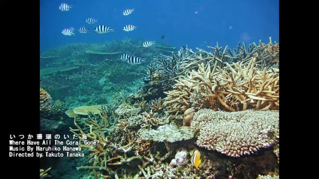 いつか珊瑚のいた海　Where Have All The Coral Gone смотреть онлайн