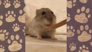 СЕМКА СМЕШНЫЕ ПРИКЛЮЧЕНИЯ хомячка ДЖУНГАРИКА! Смешная ОЗВУЧКА