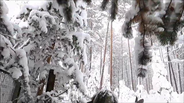 ГОРЯЧИНСК. ПРОГУЛКА ПО СКАЗОЧНОМУ ЗИМНЕМУ ЛЕСУ ПО ТЕРРИТОРИИ КУРОРТА .ЧАСТЬ 1 смотреть онлайн