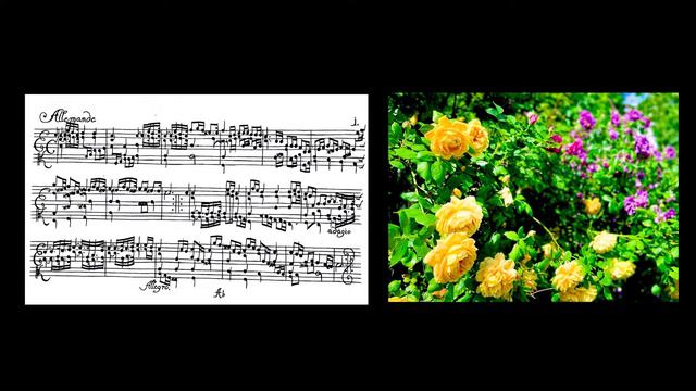 Johann Paul von Westhoff - A minor Partita 1. Allemande смотреть онлайн