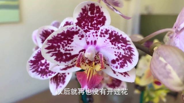 蝴蝶兰最常见的10个问题 10 common phalaenopsis orchid problems смотреть онлайн