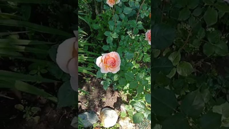 Розы цветут