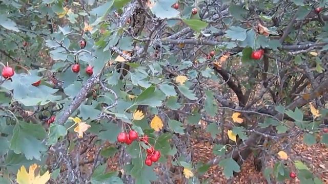 Боярышник. Урожай в камышинском лесопитомнике смотреть онлайн