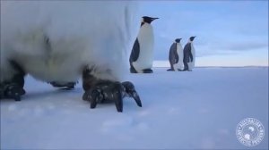 Пингвины воруют камеры и делают селфи в Антарктиде