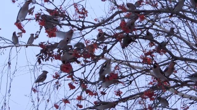 Налёт свиристелей на рябину смотреть онлайн