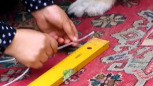 Как измерить собаку в холке  Урок эксперта