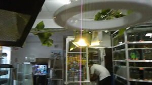 Стойки для аквариумных растений своими руками.