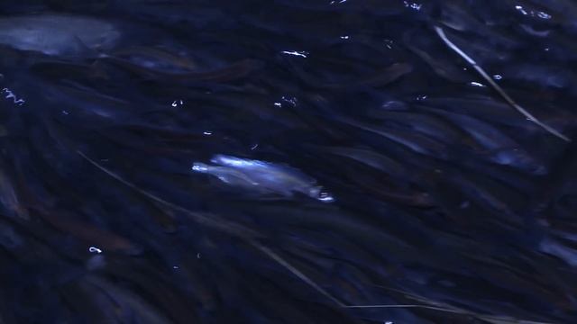 Ух Ты 2015!!! Жесть! Тысячи рыб лезут из проруби! смотреть онлайн