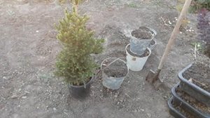 Посадка ели обыкновенной Вилс Цверг !!!