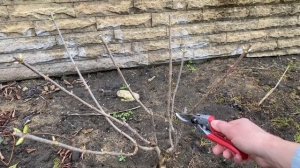 Будет взрыв цветения! Цветущие кустарники весной! Обрезка/ подкормка.