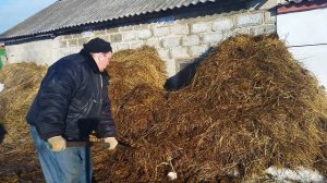 Обзор коровника. Очень удобный сарай для содержания коровы. Чистка сарая.