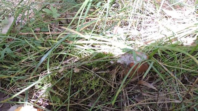 "Сентябрь радует меня грибочками" смотреть онлайн