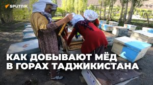 Как добывают мёд в горах Таджикистана