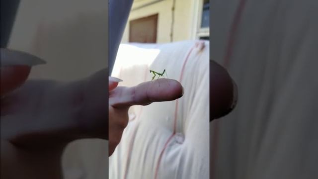 Смотри как Дрыгает Ножками!
Lady Beetle насекомых
?? Смотри как Дрыгает Ножками?