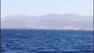 Огромный синий кит в Израиле на красном море
