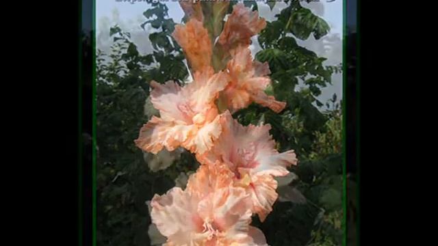 Коллекция гладиолусов часть 2 смотреть онлайн