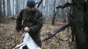 Hare hunting. Охота на зайца в Кемеровской области