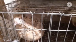 Как визуально определить пол у перепелов?//Золотистый феникс и Фараон?