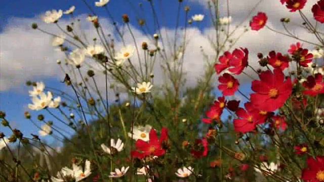 Зазвучала вдруг песнь о любви и разлуке.mp4 смотреть онлайн