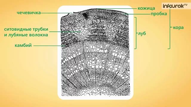 Строение стебля | Биология 6 класс #28 | Инфоурок