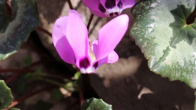 Cyclamen pseudibericum смотреть онлайн