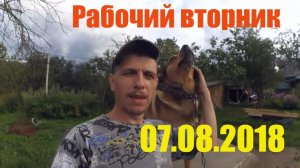 Рабочий вторник 07.08.2018 // Деревенская жизнь