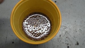 Пихта Корейская пробуем вырастить из семян с помощью стратификации. Часть 1я.