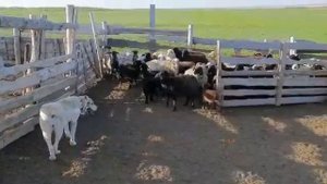 Азия в расскол загоняет овец