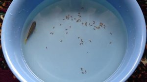 Изъятие мальков у Африканских цихлид