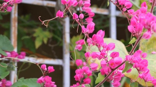 How to grow and care Coral vine/Mexican creeper/Honululu creeper смотреть онлайн