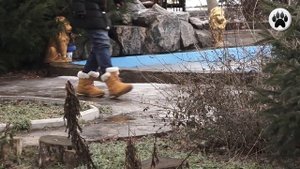 ВОЛЧИЙ ШПИЦ (КЕЕСХОНД).  Плюсы и минусы породы ВОЛЬФШПИЦ WOLF SPITZ (KEESHOND)