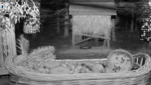 Веб-камера у кормушки для птиц в центре «Маков»