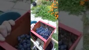 Соковыжималка для винограда