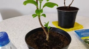 ?Гортензия метельчатая Сильвер Доллар.Куплена в Леруа Мерлен ( Металлургов) Екатеринбург.