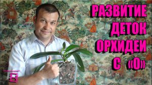 Развитие деток орхидеи после обработки цитокининовой пастой. #Орхидеи