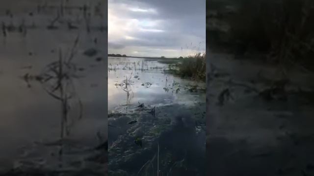 Update by Ruairi O Leocháin on Athlone oil pollution