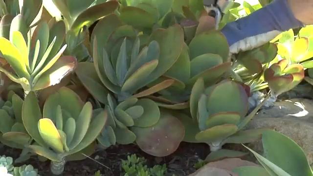 Removing the Succulent Offsets смотреть онлайн