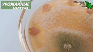 Как помирились триходерма и сенная палочка! Вместе гораздо сильнее и эффективнее!