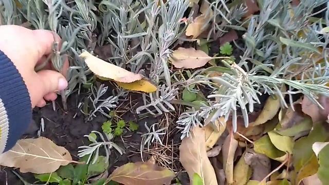 Черенкование Лаванды осенью. смотреть онлайн