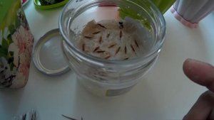 Сажаем комнатный бамбук или бамбук счастья :З