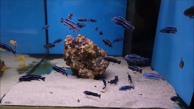 Pseudotropheus cyaneorhabdos "Maingano" & Cynotilapia zebroides "Lundo" @ Aqua-Treff смотреть онлайн