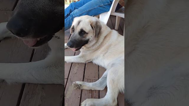 Rocky Mountain Companion Dog. смотреть онлайн