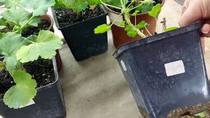 Как помочь ПЕЛАРГОНИИ зимой.