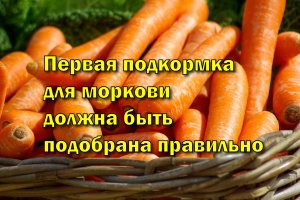 Первая подкормка для моркови должна быть подобрана правильно, так как от этого зависит урожай.