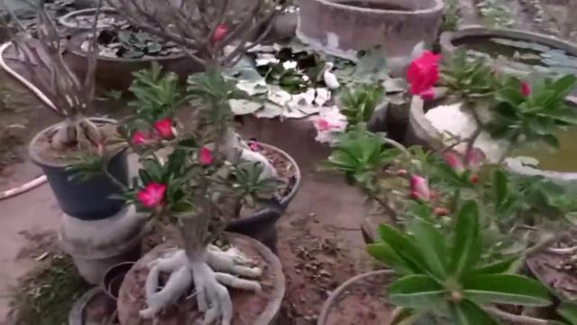 Adenium plant