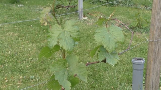 Что важно сделать на винограднике в начале лета. Поговорим о длинной и короткой обрезке смотреть онлайн