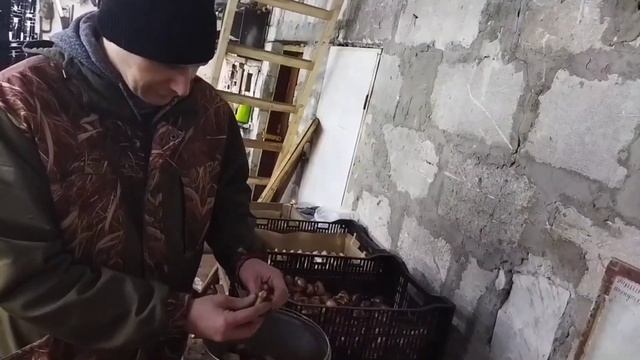 Выгонка 16000 тюльпан в земле с опилками.